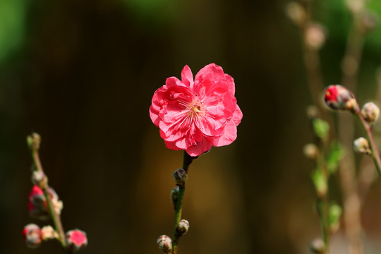 桃花