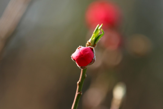 桃花