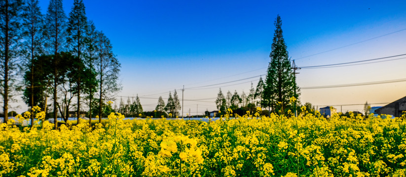 油菜花