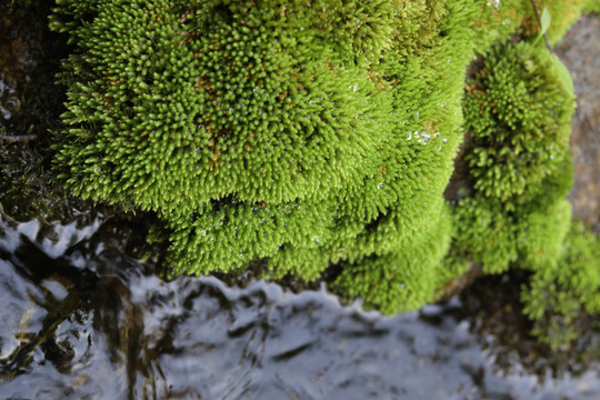 苔藓