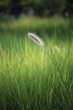 狼尾草绿色背景