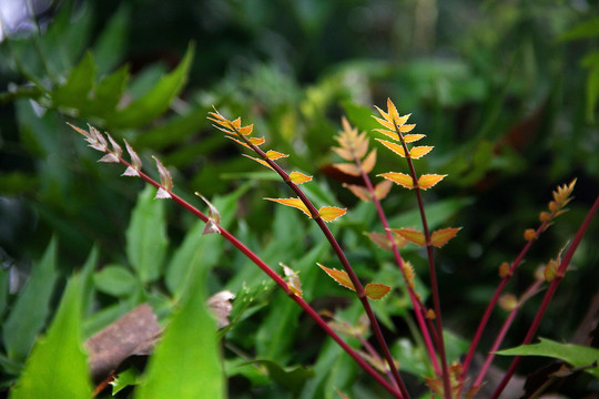 南方植物绿叶