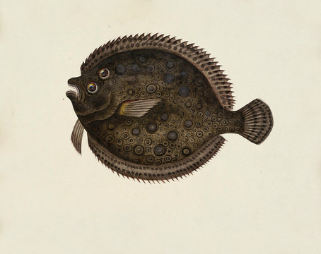 比目鱼海洋生物素材