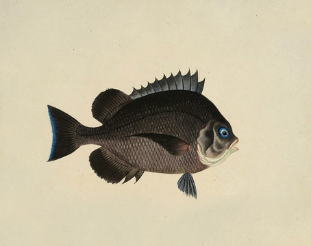 黑鲳鱼海洋生物素材
