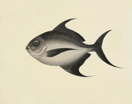 黑翼鲳鱼海洋生物素材