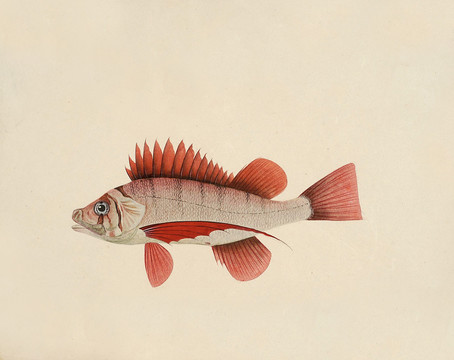 红角鱼海洋生物素材