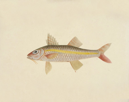 红雀鱼海洋生物素材