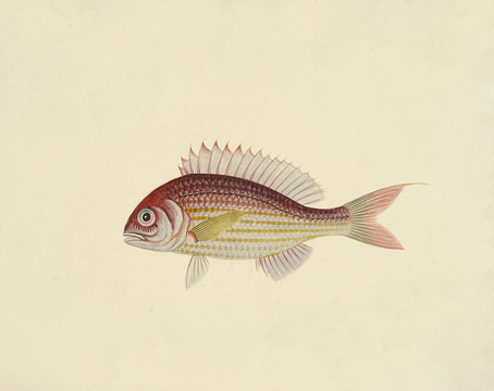 红杉鱼海洋生物素材