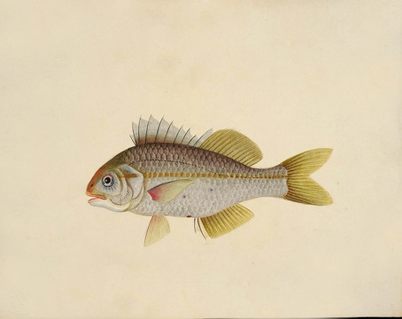 红衫鱼海洋生物素材