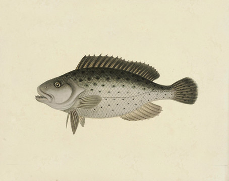 花鲳鱼海洋生物素材