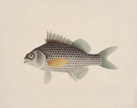 花海公鱼海洋生物素材