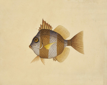 花芒鱼海洋生物素材