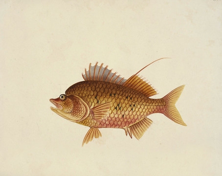 黄鳌鱼海洋生物素材