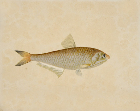 黄雀鱼海洋生物素材