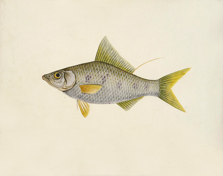 黄鱼海洋生物素材