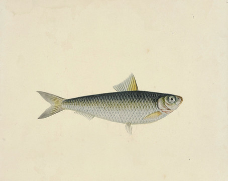 黄泽鱼海洋生物素材