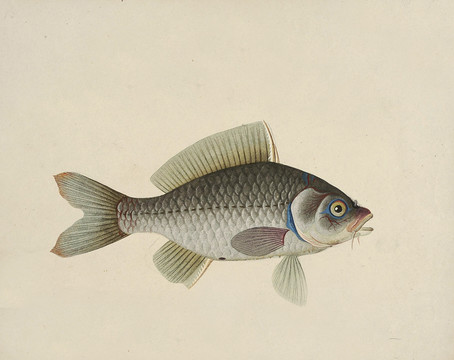 鸡鲤鱼海洋生物素材
