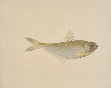 尖鼻鱼海洋生物素材