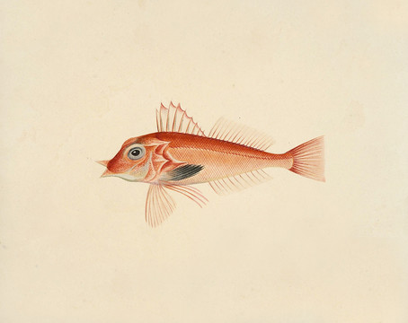 角鱼海洋生物素材