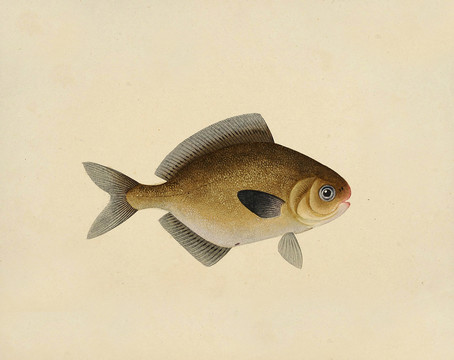 金鲳鱼海洋生物素材