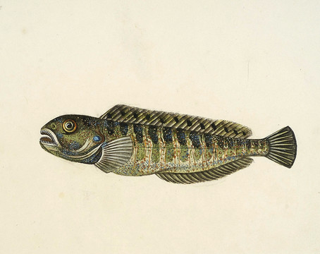 井花鱼海洋生物素材