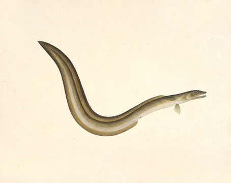 门鳝海洋生物素材