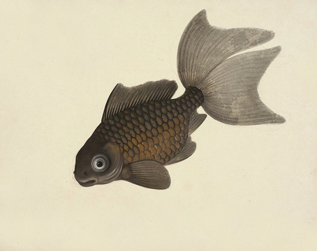 墨金鱼海洋生物素材