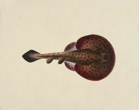 木勺鱼海洋生物素材