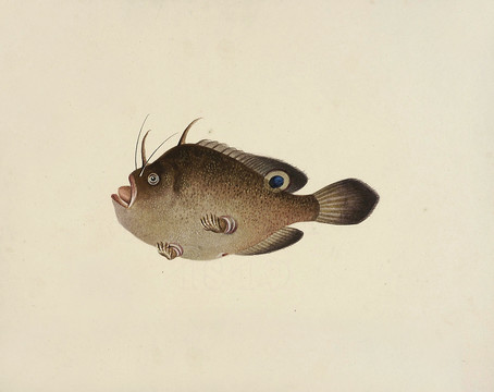 泥榄鱼海洋生物素材