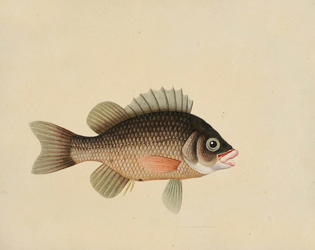 软唇鱼海洋生物素材