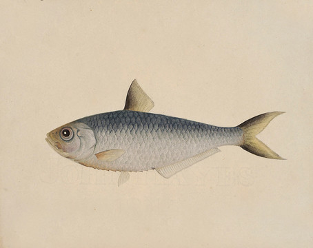 三赖鱼海洋生物素材