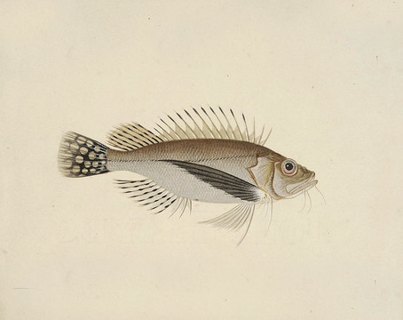 三须鱼海洋生物素材