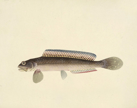 山花鱼海洋生物素材