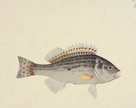 腰尾鱼海洋生物素材