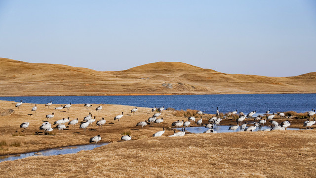 黑颈鹤栖息地