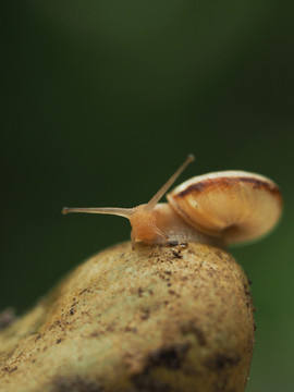 002蜗牛