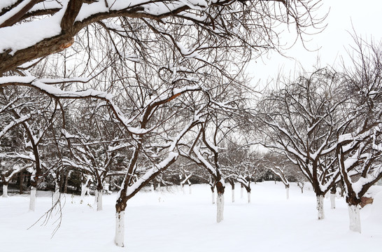 雪景