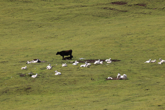 天山雪原上的羊群