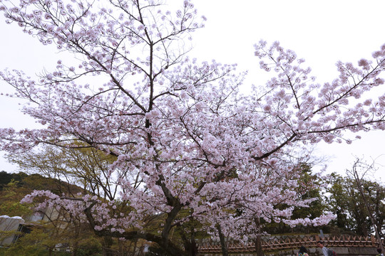 清水寺樱花