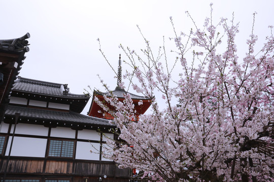 清水寺樱花