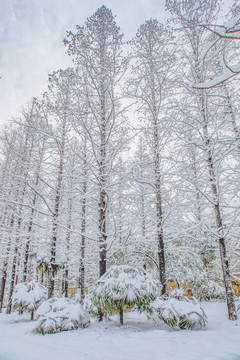 合肥包公园雪景银杏