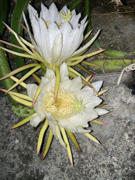 霸王花