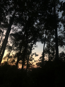 风景摄影树木黄昏落日倒影竖版