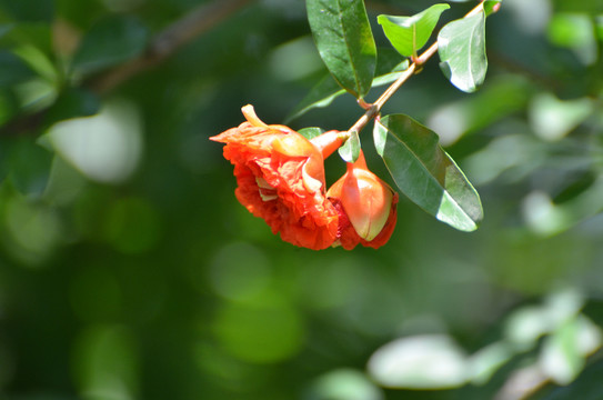 石榴花