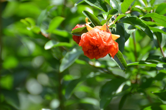 石榴花开