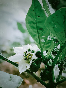 菜园辣椒青椒甜椒有机蔬菜花朵