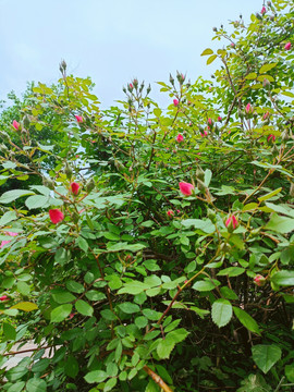 春天含苞待放红色蔷薇花苞花蕾