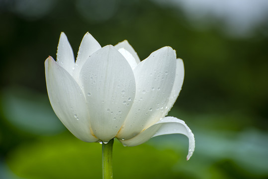 雨中的白色荷花