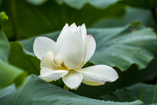 雨中荷花