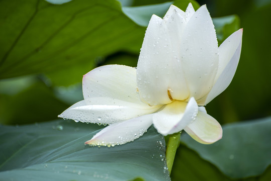 雨中的白荷花